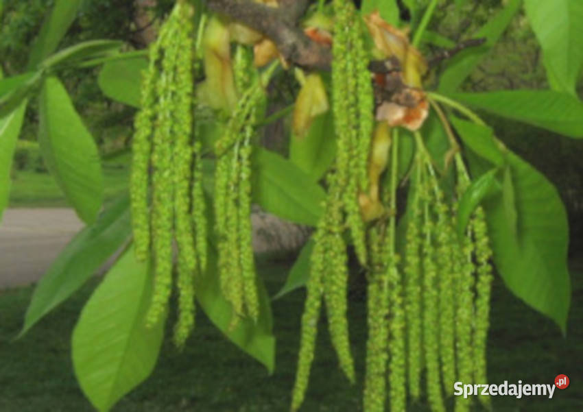 ORZESZNIK PIĘCIOLISTKOWY Carya ovata NASIONA 40 Lubanie