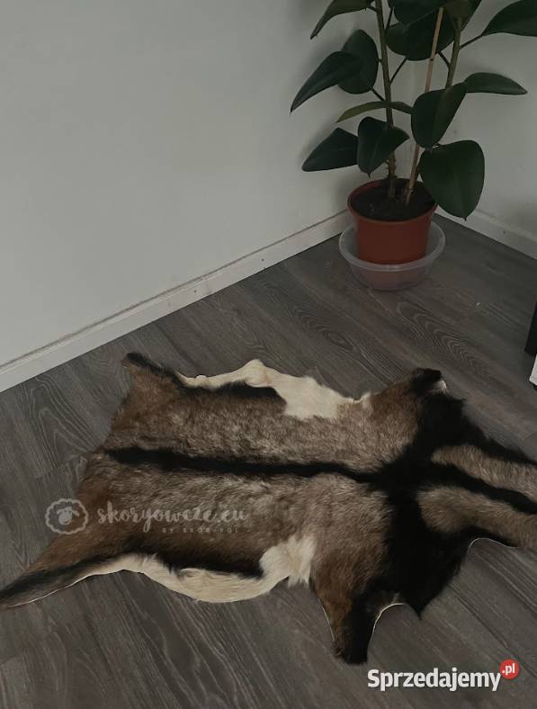 Unikatowa naturalna skóra kozia multicolor Szaflary