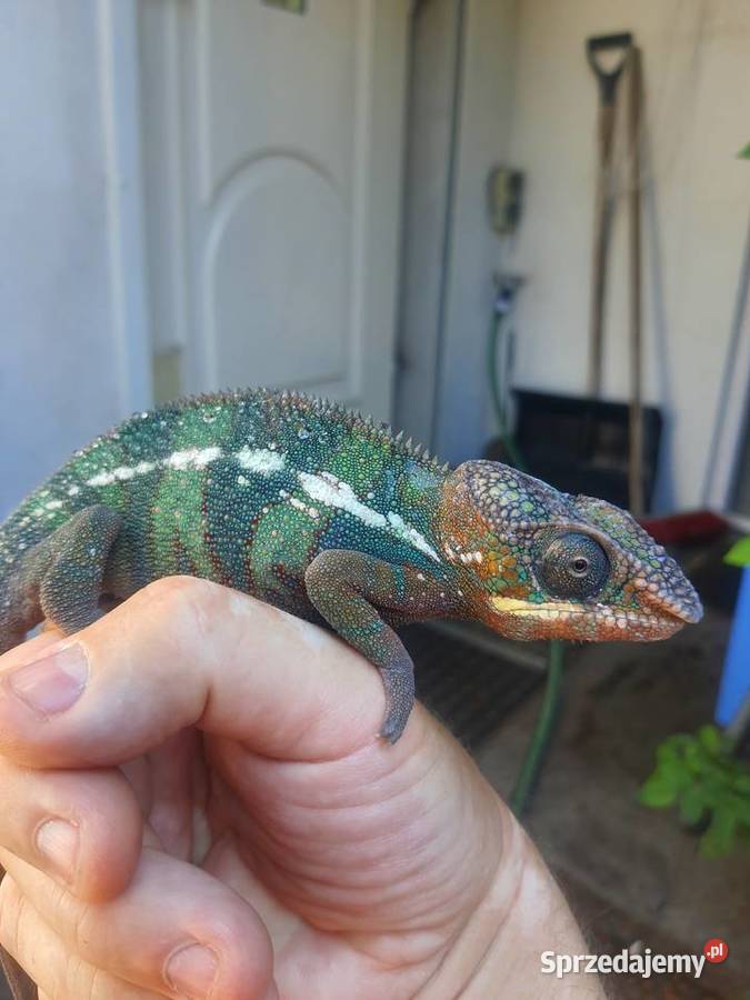 kameleon lamparci ambilobe red bar samiec Włocławek