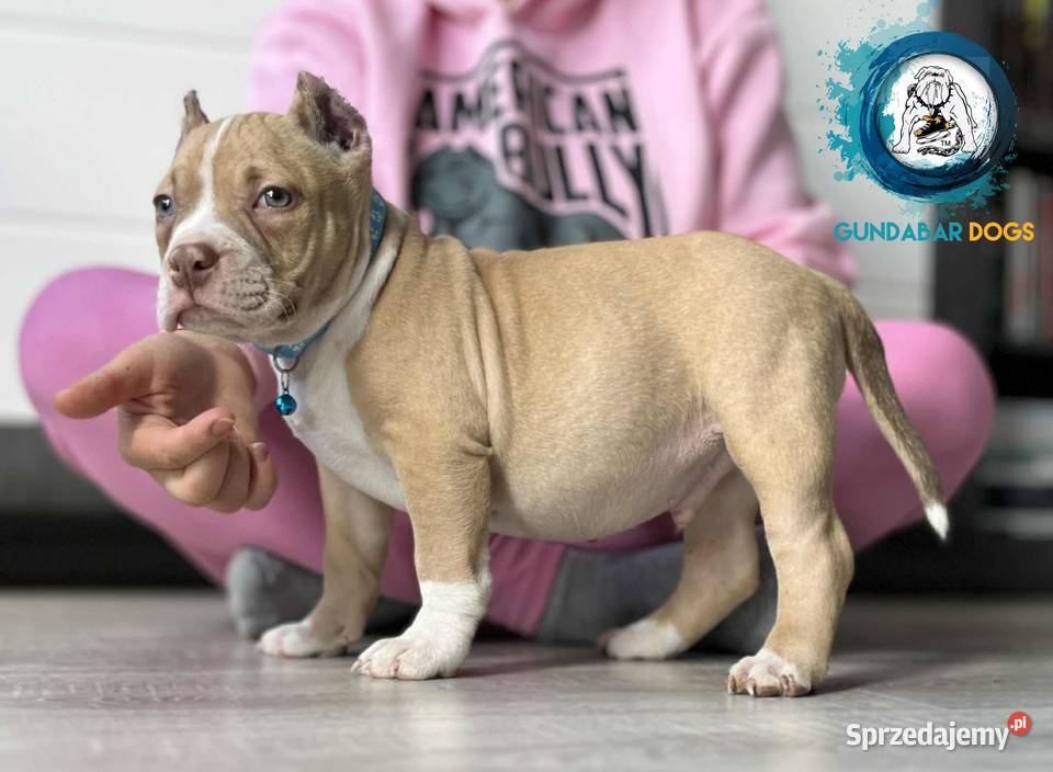 American Bully ABKC Gundabar Dogs Koło