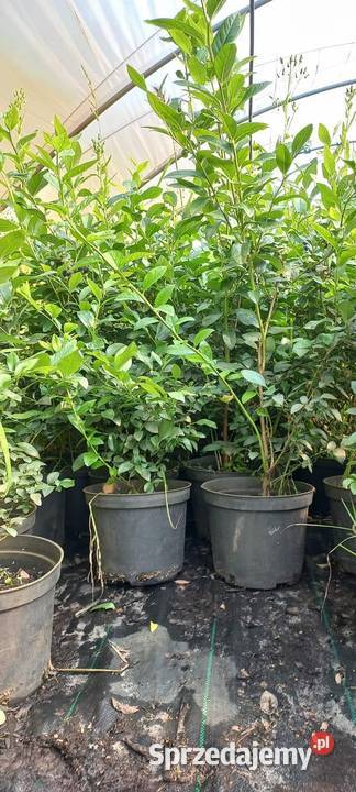 Sadzonki borówki amerykańskiej 3 i 4letnie Radomyśl nad Sanem