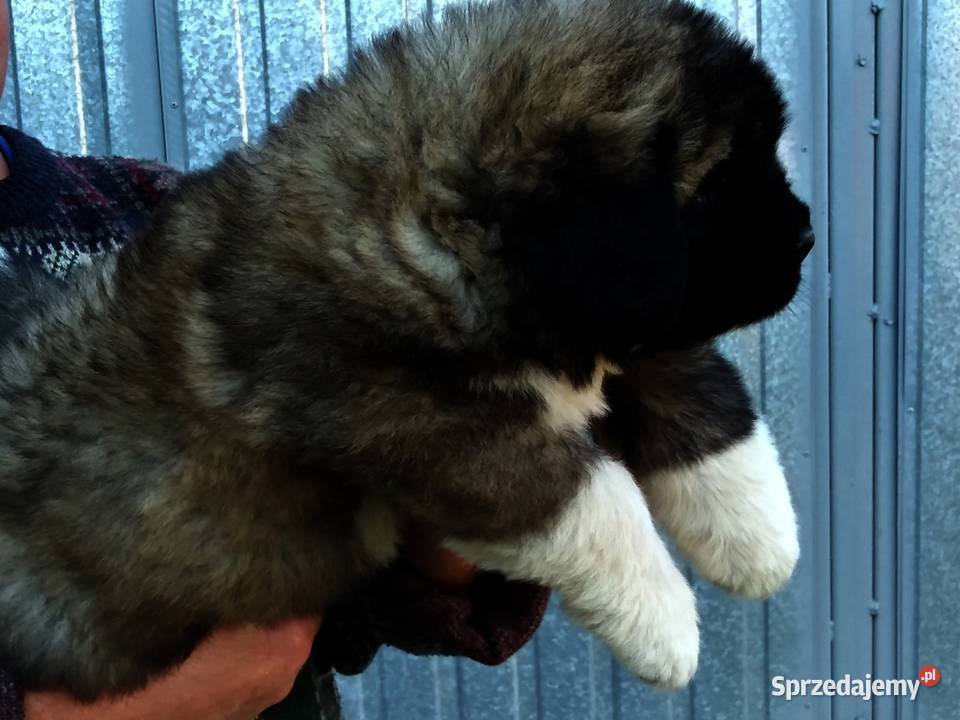 Owczarek kaukaski Babiak sprzedam