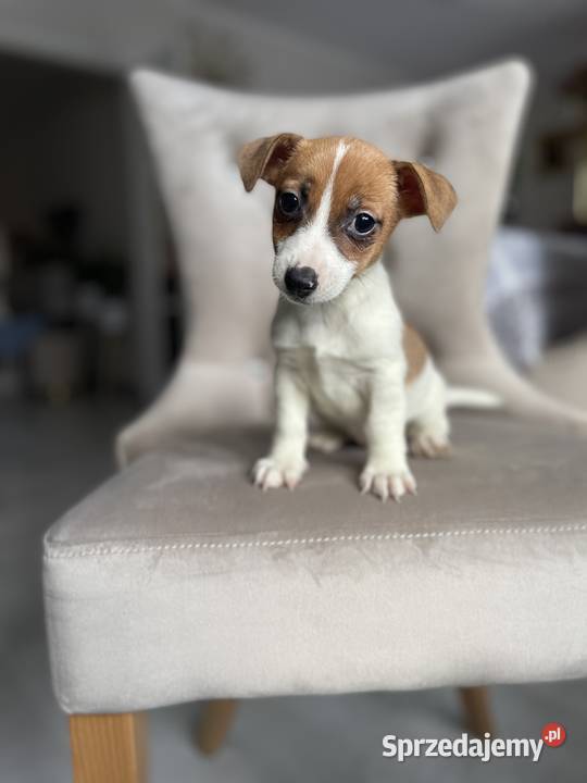 Jack Russell Terrier szczeniaki Częstochowa sprzedam