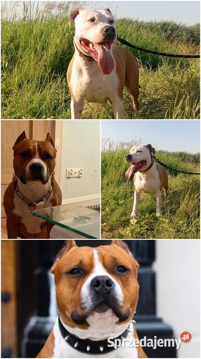American Staffordshire Terrier sprzedam