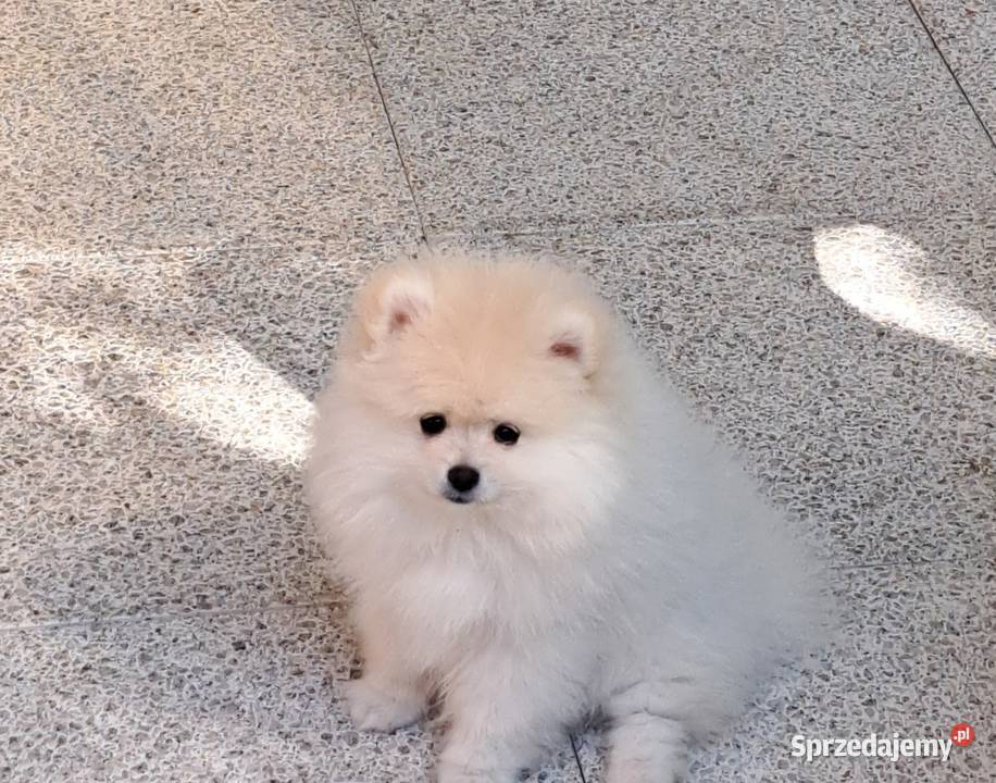 Szpic miniaturowy Pomeranian piesek Bolesławiec