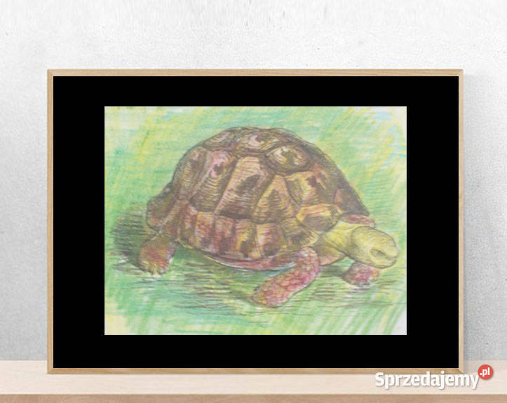 żółw plakat A4 zwierzęta obrazek zoo retro obraz Obrazki i obrazy
