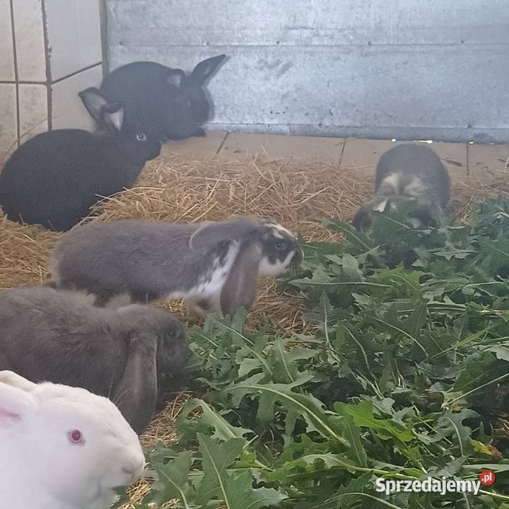 Sprzedam kroliki Króliki Brodnica