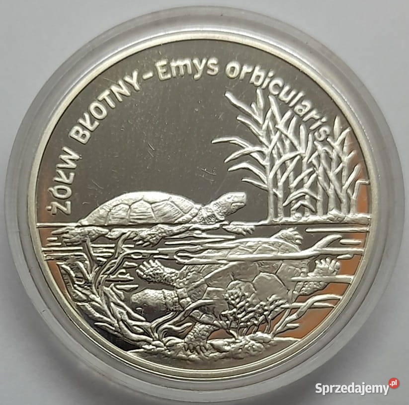 29 Morświn Stan Menniczy