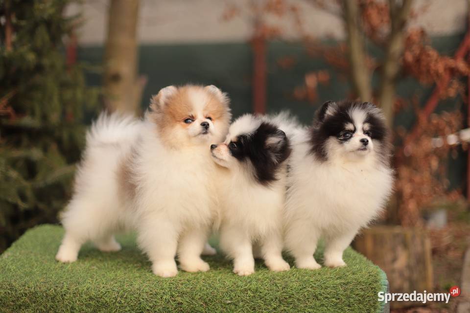 Szpice miniaturowe Gostynin sprzedam