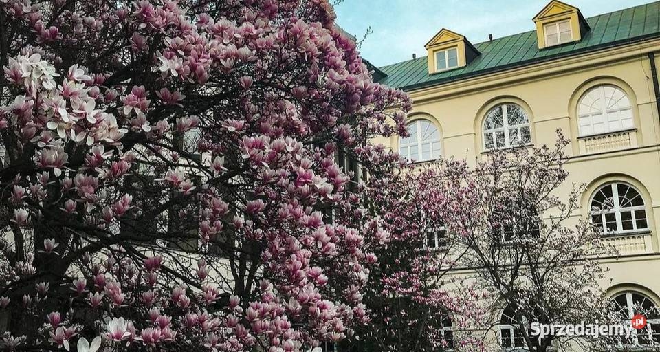 Korepetycje język niemiecki zajęcia z Mogilno