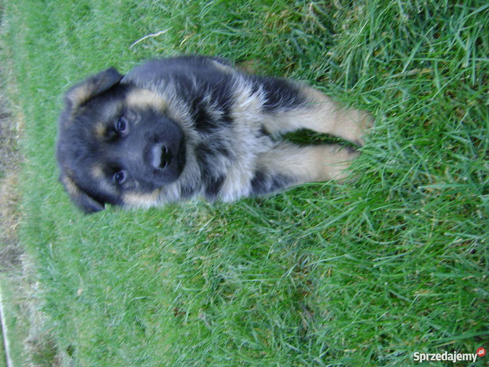 Sprzedam szczeniaki owczarka niemieckiego Olsztyn