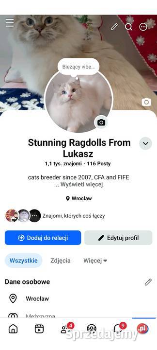 Ragdoll i Wrocław rodowód FPL sprzedam