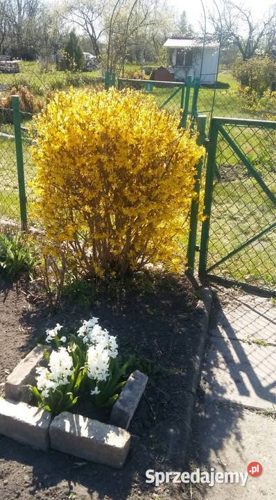 Odstąpię ROD Kolejarz Sprzedaż