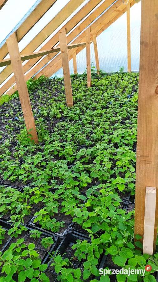 Paulownia shan tong drzewo tlenowe szybko Rośliny przemysłowe Łopiennik Górny sprzedam