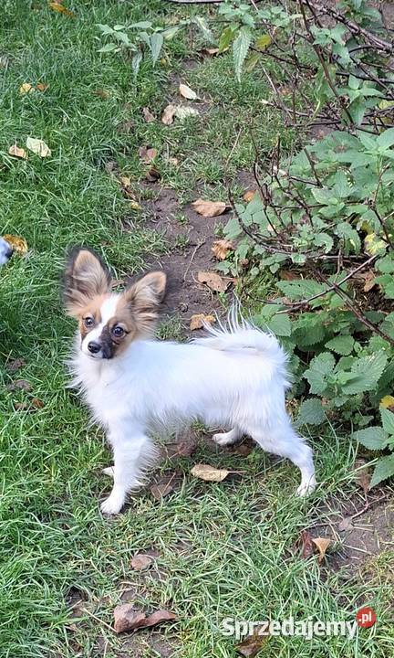 Suczka Papillon FCI ZKwP Łomianki sprzedam