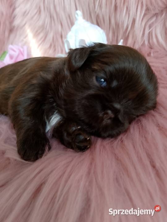 Czekoladowa suczka rasy ShihTzu Kluczbork