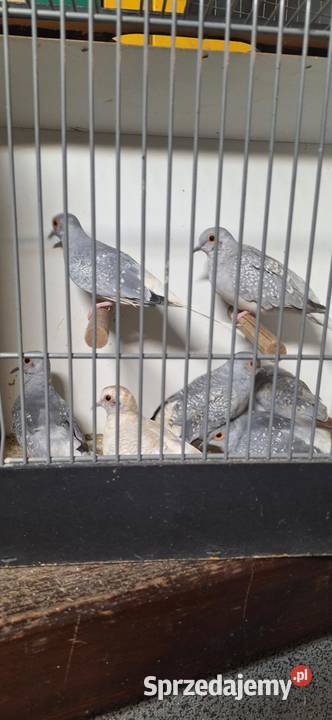 Sprzedam gołąbki diamentowe Ptaki Śmigiel