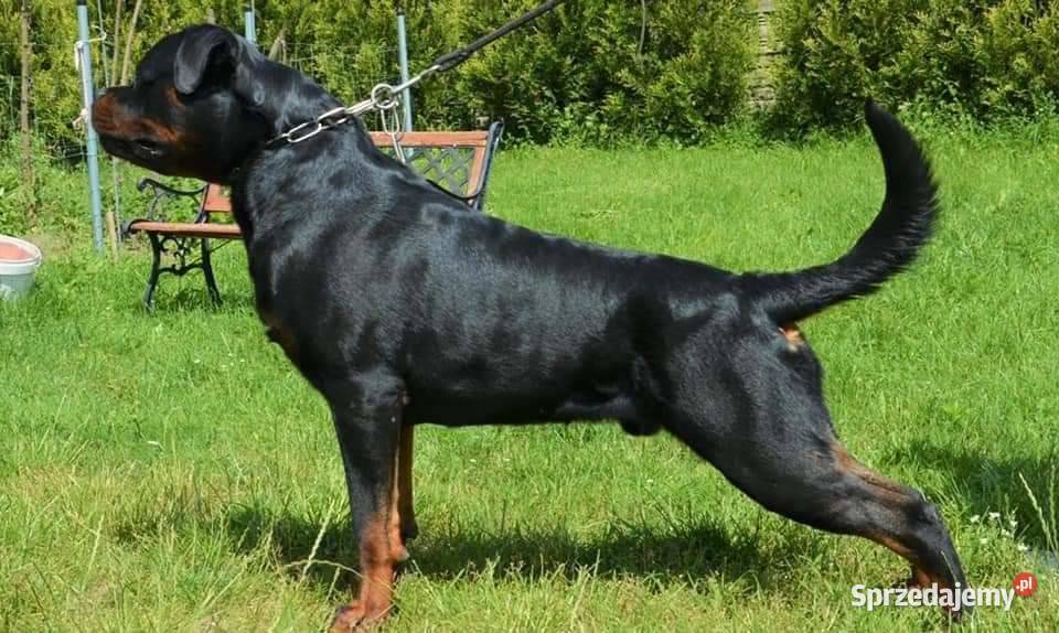 Rottweiler Szczenięta do Rezerwacji Odbiór Rottweiler