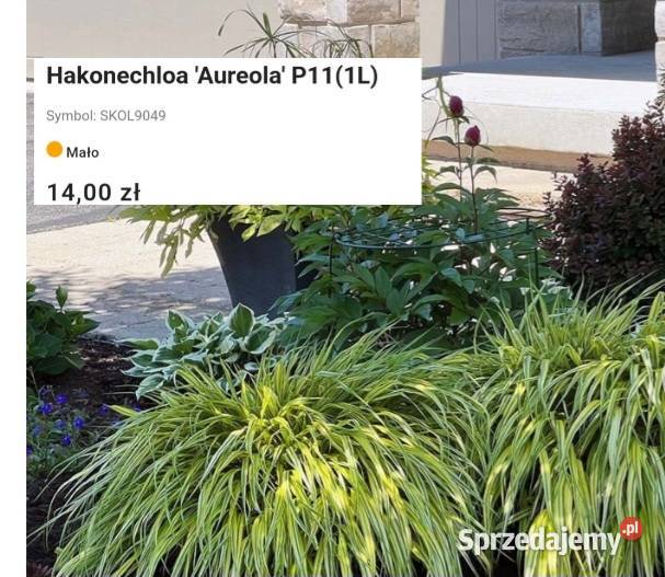 Nowość śląskie Węgierska Górka