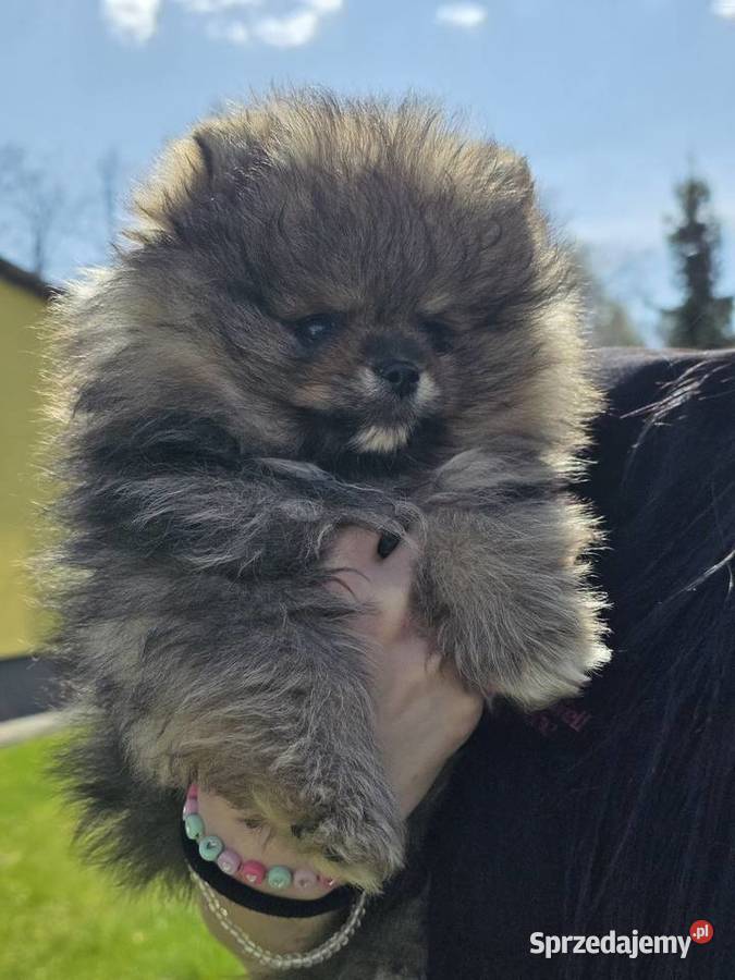 Szpic miniatirowy Pomeranian FCI Rawa Mazowiecka