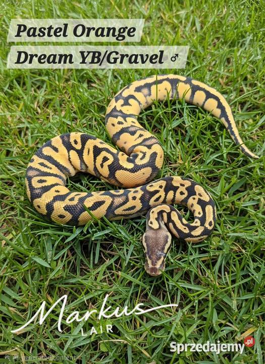 Python Regius 2026 mlody Bytom sprzedam