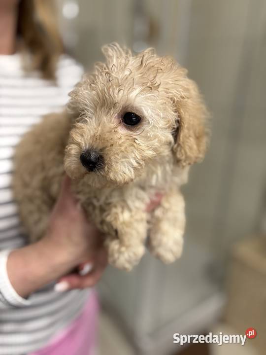 Pudel Toy radosny piesek z rodowodem Lublin sprzedam