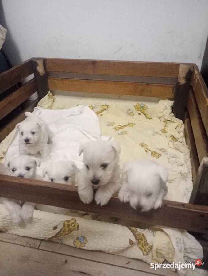 Szczeniaki West Highland White Terrier łódzkie Rawa Mazowiecka