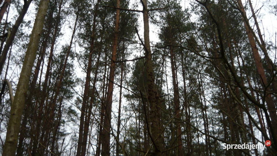 Działka leśna las 0,29 ha (fizycz. więcej) Nowodziel Kuźnica