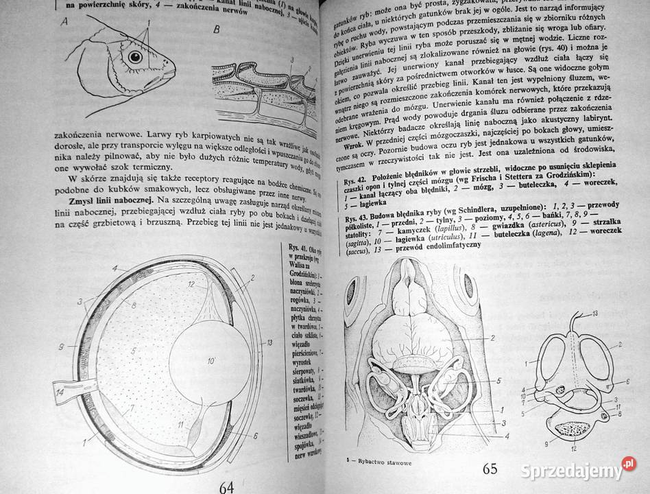 Rybactwo stawowe Roman Prawocheński Chełm