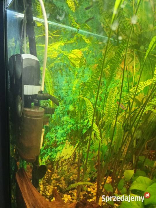 akwarium kompletne Zwierzęta Czeladź