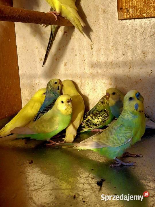 Piękne papuzki faliste i tęczowe śląskie Rybnik