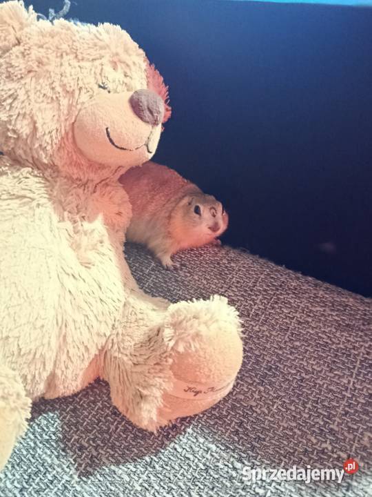 Suseł preriowy Richardsona wielkopolskie Poznań