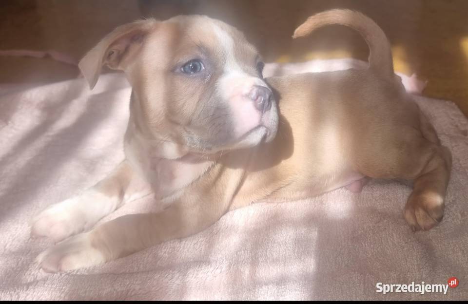 AMERICAN STAFFORDSHIRE TERRIER PIES Chełm sprzedam