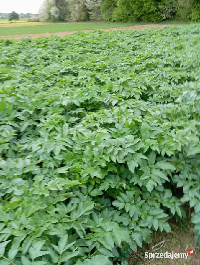 Nasiona arcydzięgiel litwor 2024 Pozostałe Izbica