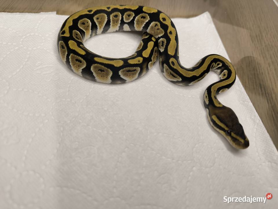 Pyton królewski Cypress poss Yellow belly Makowiec
