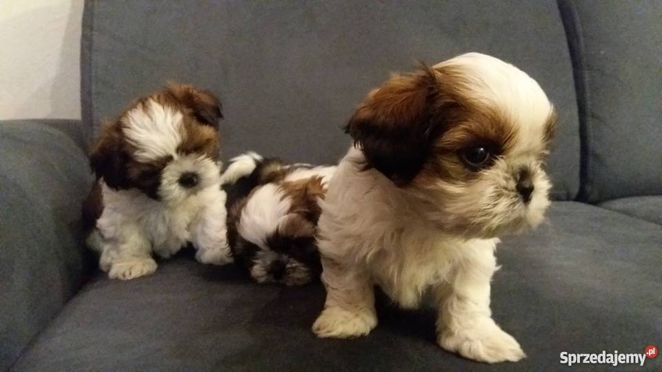 Shih Tzu szczenieta metryka mikrochip paszport sprzedam