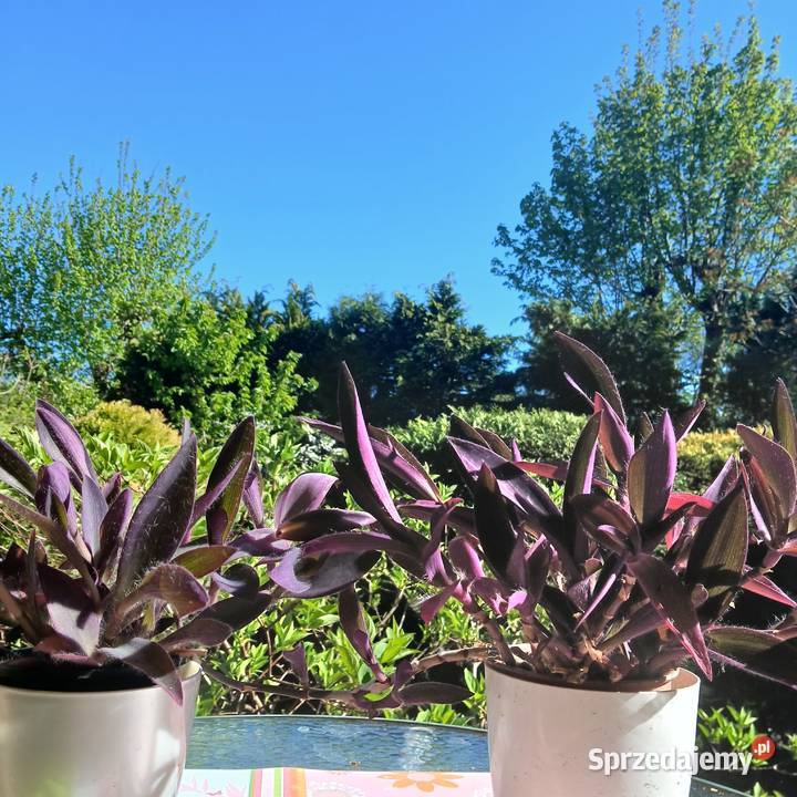 Setkrezja trzykrotka purpurowa fioletowa roślina Zielone