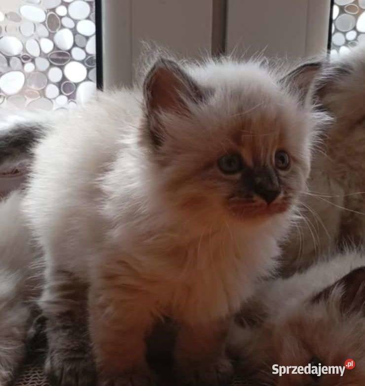 Neva masquerade kocięta Będzin