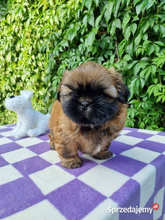 Pieski Shih Tzu zkwp fci gotowe do odbioru łódzkie Piotrków Trybunalski