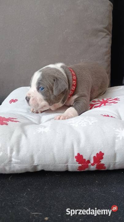 Amstaff Szczeniąta Rezerwacja Radomsko