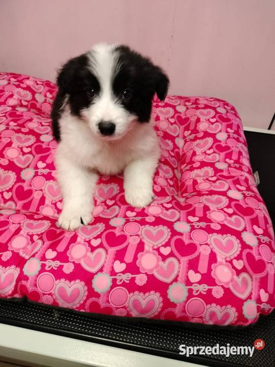 Border collie szczenięta z rodowodem gotowe do Radom