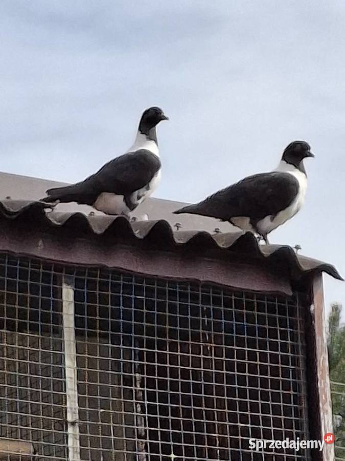 Młode piękne czarne strassery śląskie Rybnik sprzedam