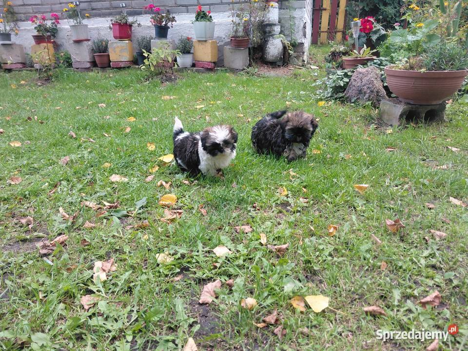 Shih tzu szuka nowego domku Shih Tzu