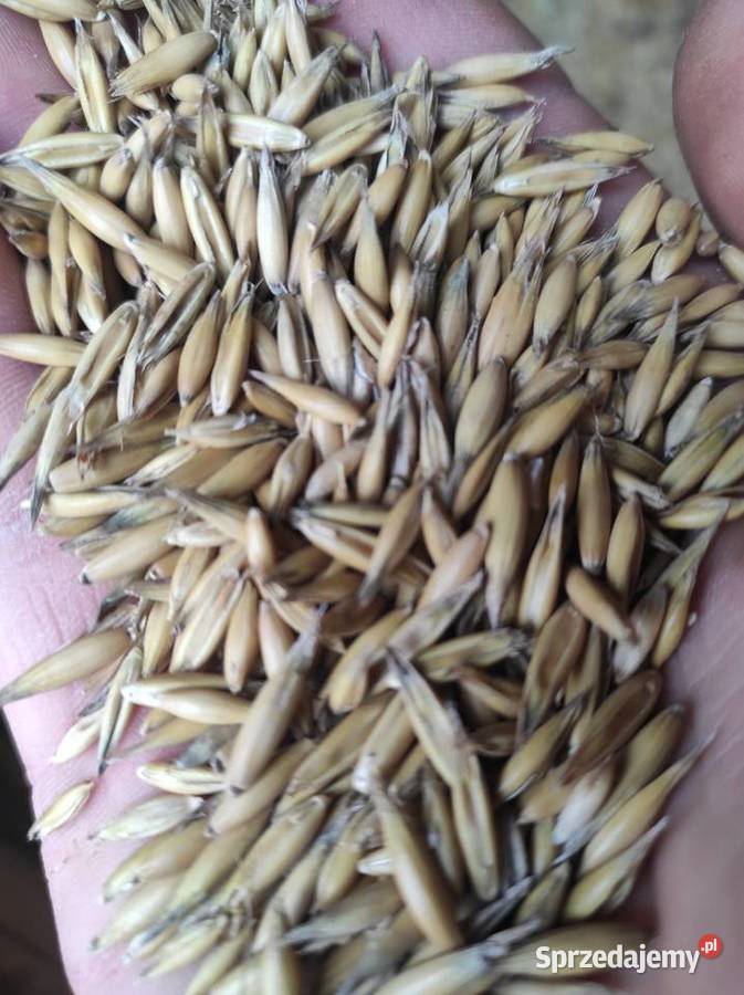 Sprzedam owies Produkcja roślinna Międzyrzec Podlaski sprzedam