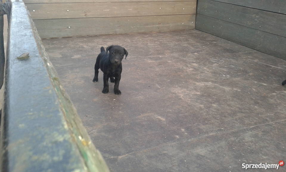 Foksterier jagderrier terier Krzemieniewo sprzedam