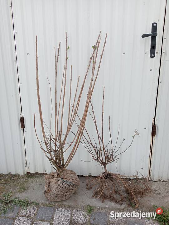 Hortensja bukietowa 15 2 kolory mazowieckie Radom