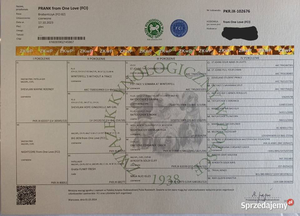 Gryfonik Brabancki Brabant Jelenia Góra