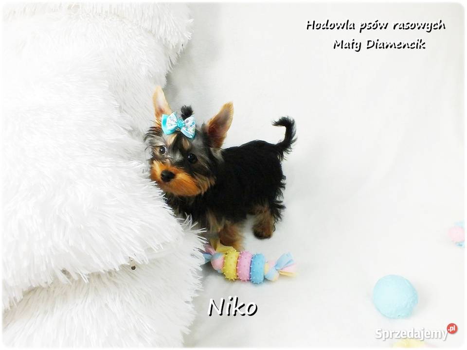 Yorkshire Terrier Malutki Mini Piesek NIKO z Żary
