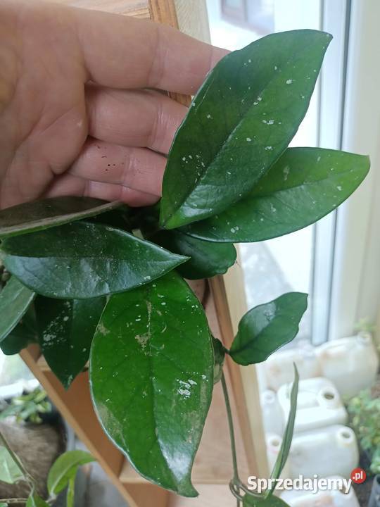 Hoya carnosa Zielona Góra