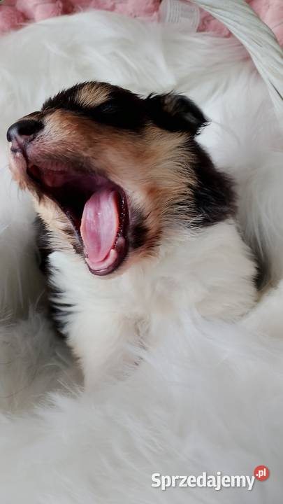 Owczarek Szkocki Collie Borowie sprzedam